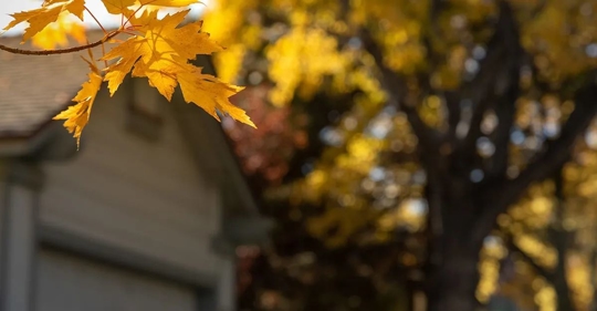 autumn leaf